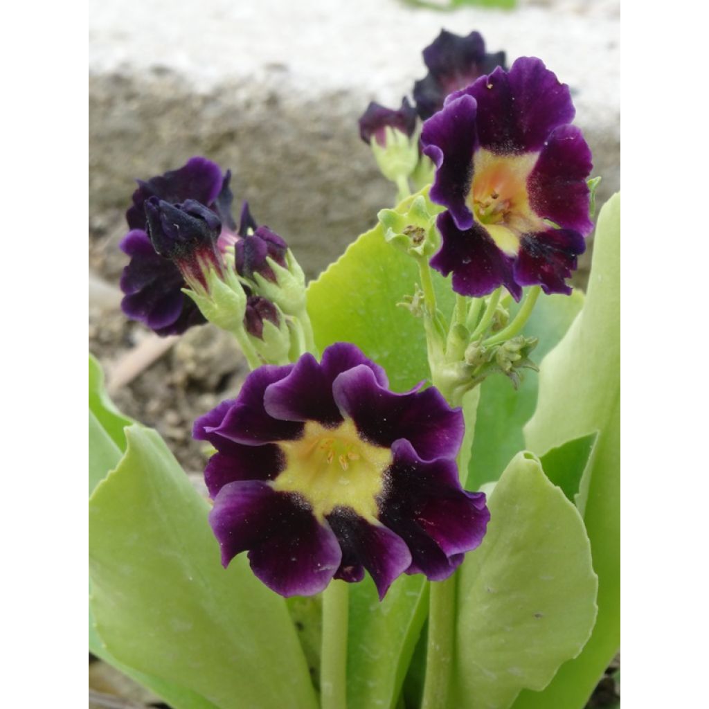 Primula auricula em mistura