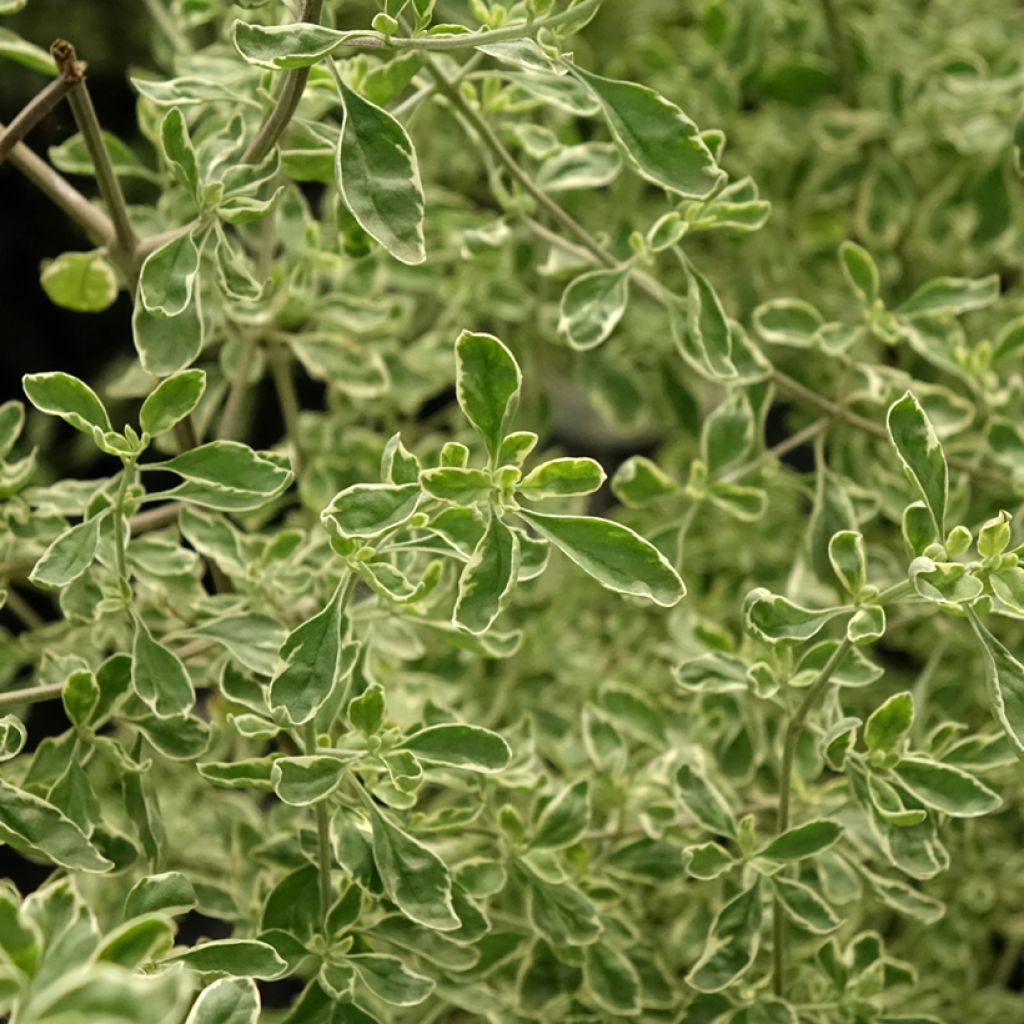 Prostanthera rotundifolia Variegata