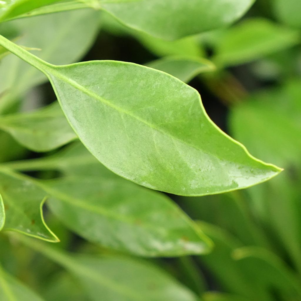 Protea cynaroides White Crown