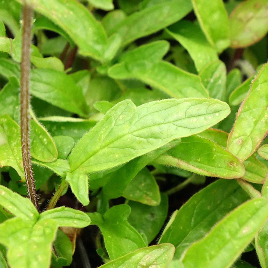 Prunella grandiflora Altenberg Rosa