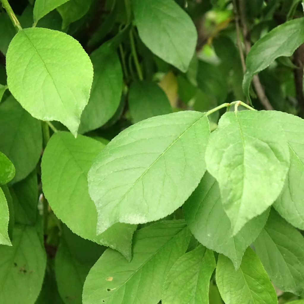 Ameixeira Duo Black Amber e Golden Japan - Prunus