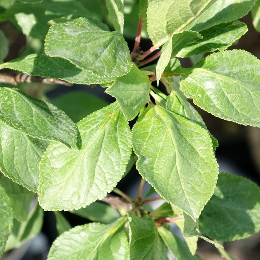 Ameixeira anã Goldust - Prunus domestica