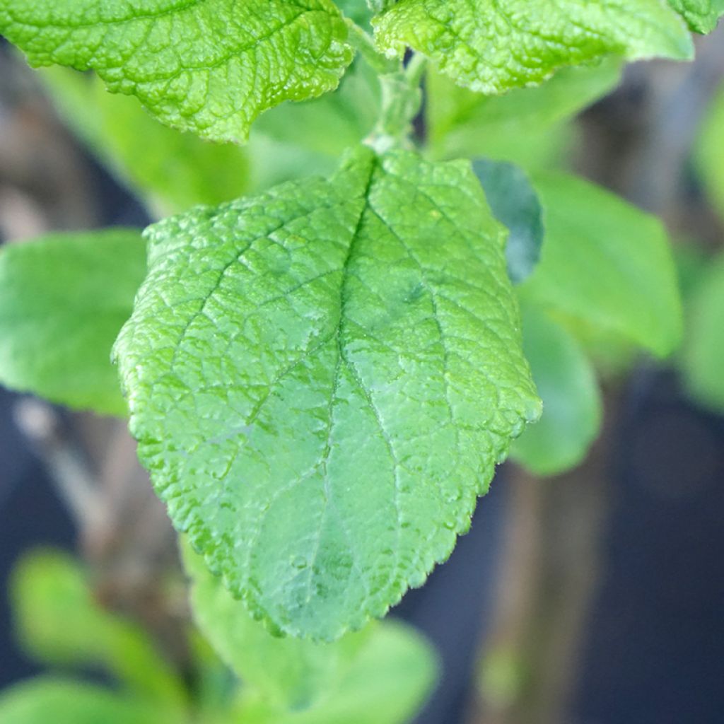 Ameixeira-anã Hanna - Prunus domestica