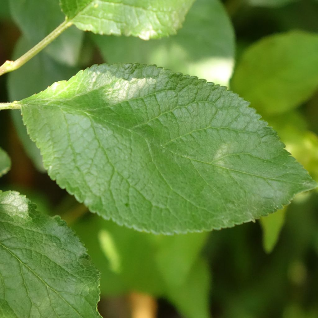 Ameixeira Quetsche Stanley - Prunus domestica