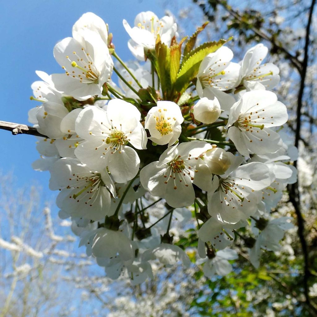 Prunus avium
