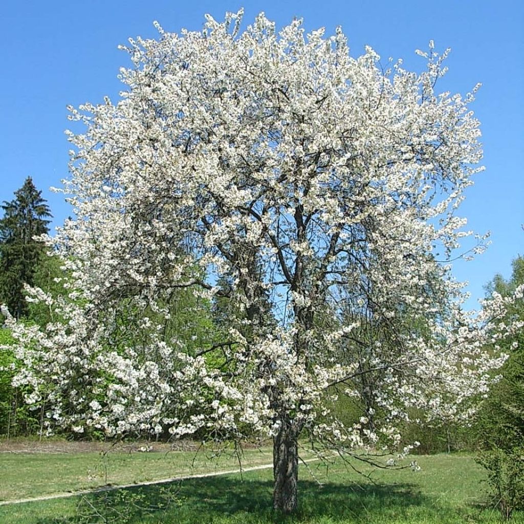 Prunus avium