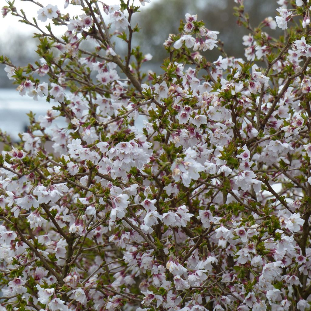 Cerejeira-do-japão anã Kojo no mai - Prunus incisa em flor