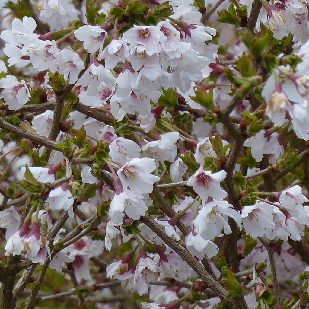 Cerejeira-do-japão anã Kojo no mai - Prunus incisa em flor