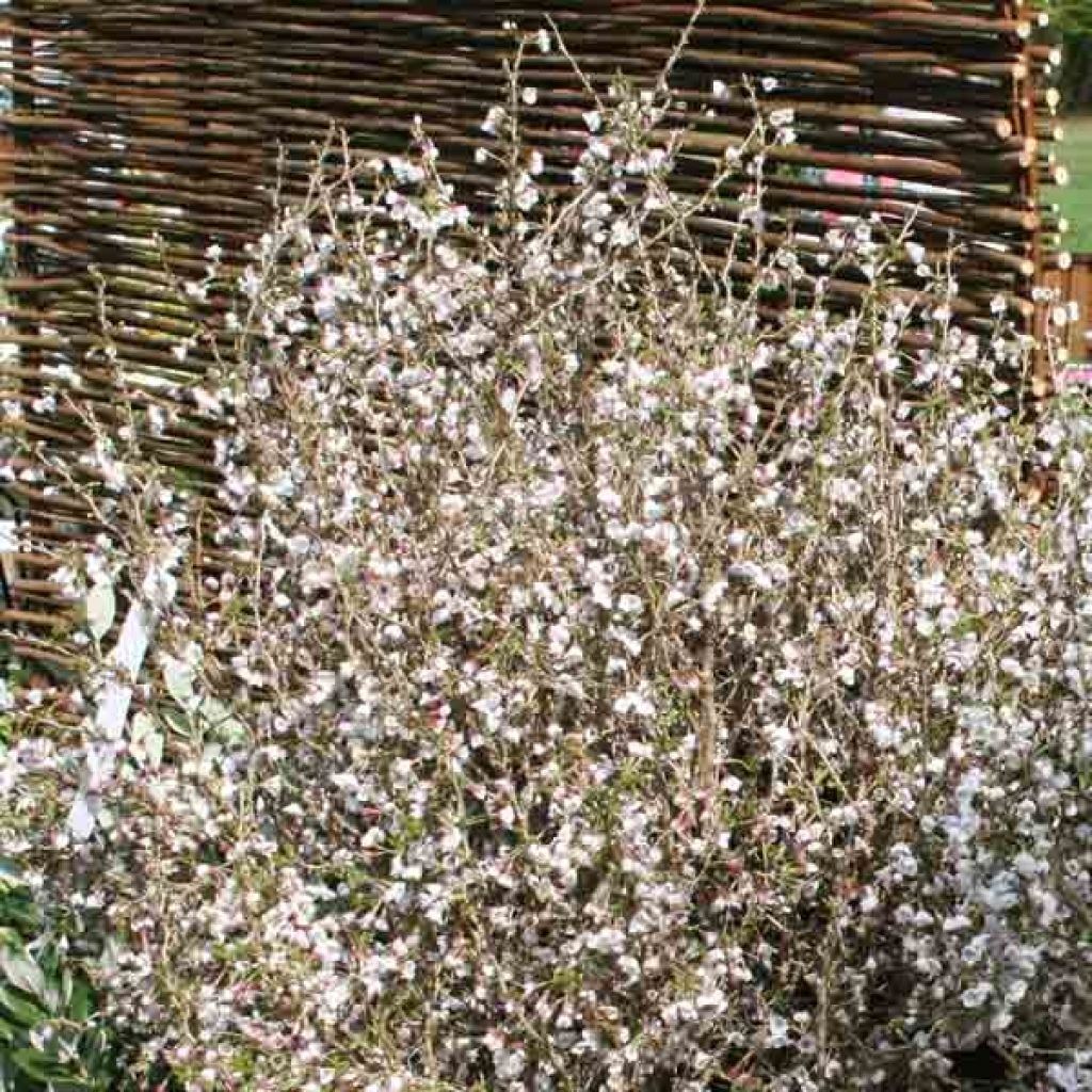 Cerejeira-do-japão anã Kojo no mai - Prunus incisa em flor