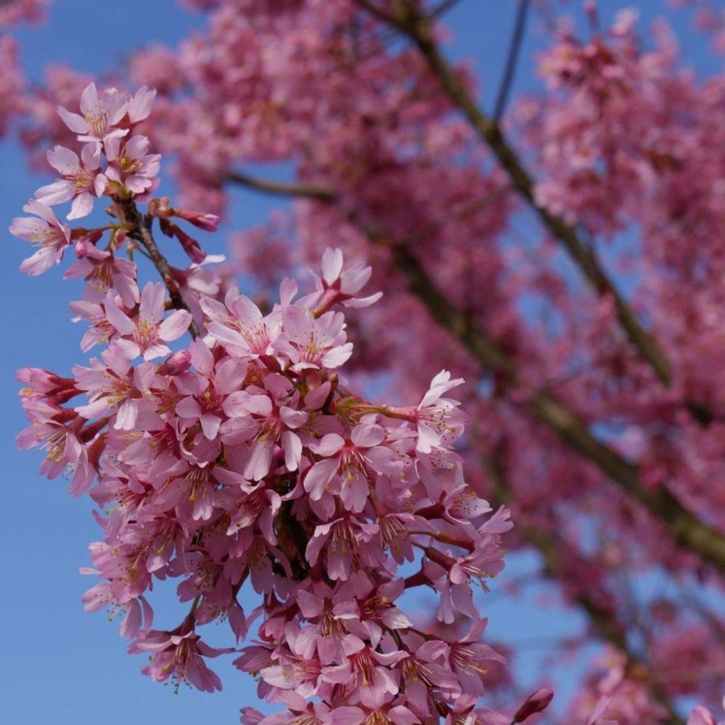 Cerejeira-do-japão anã Paean - Prunus incisa em flor