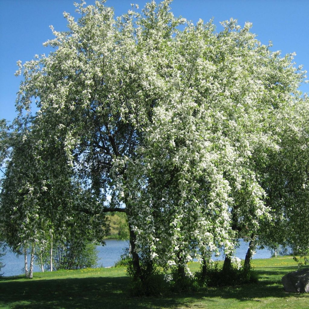 Prunus padus