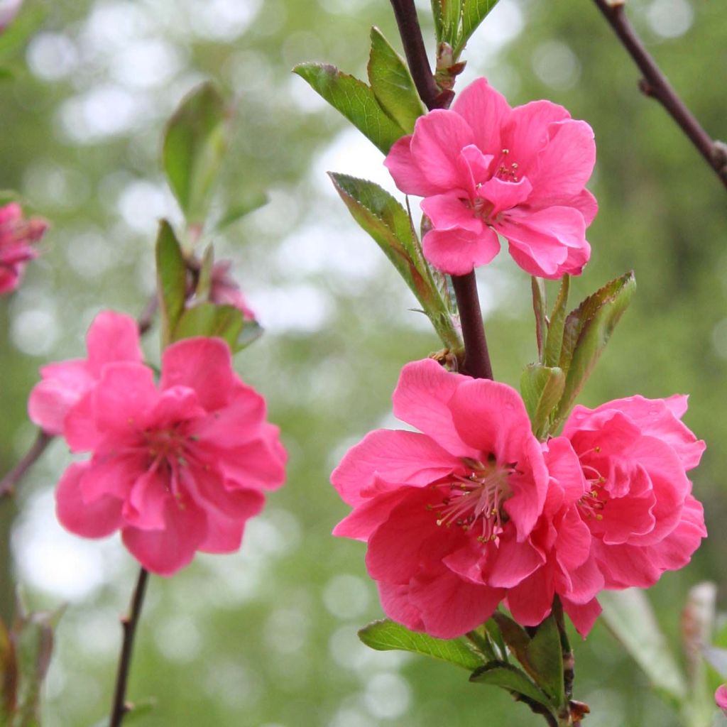 Prunus persica Taoflora Pink