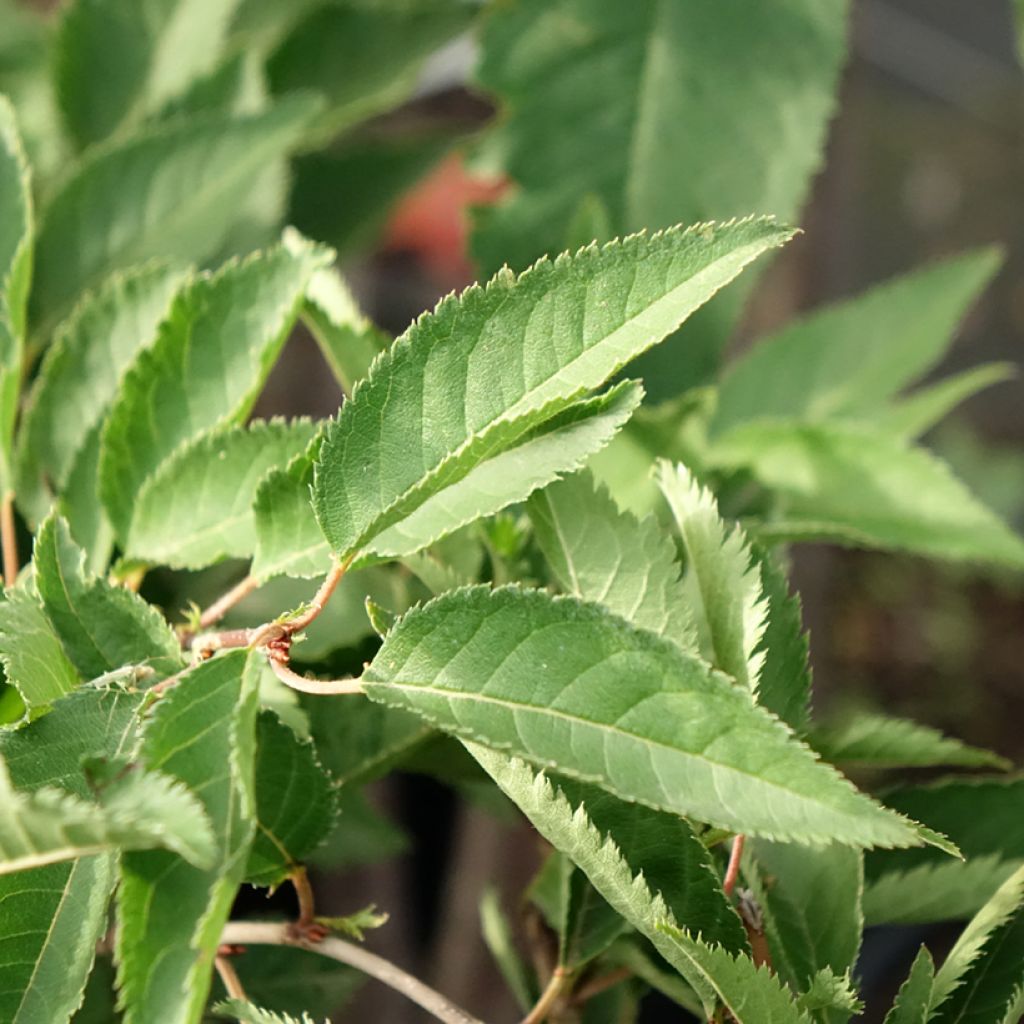 Prunus The Bride - Cerejeira de flor