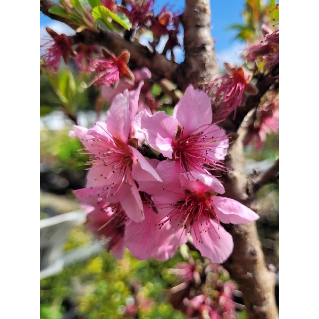 Nectarineira anã Snow Baby - Prunus persica