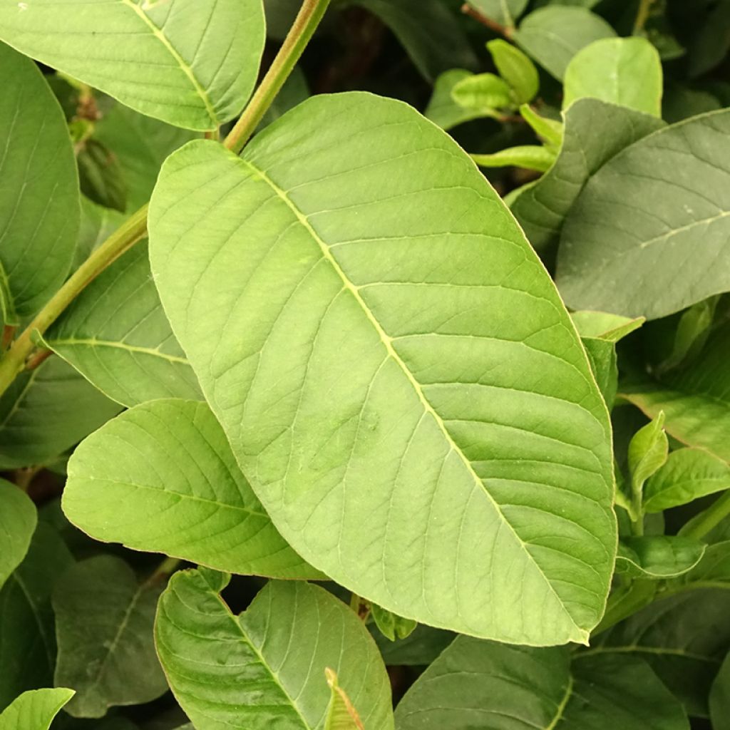 Goiabeira Limon - Psidium guajava