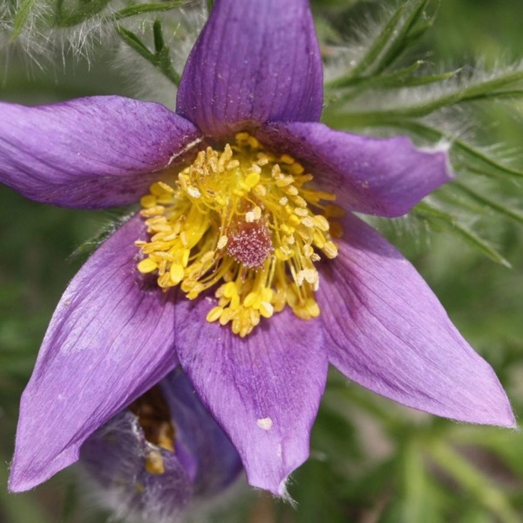 Pulsatilla vulgaris Violeta