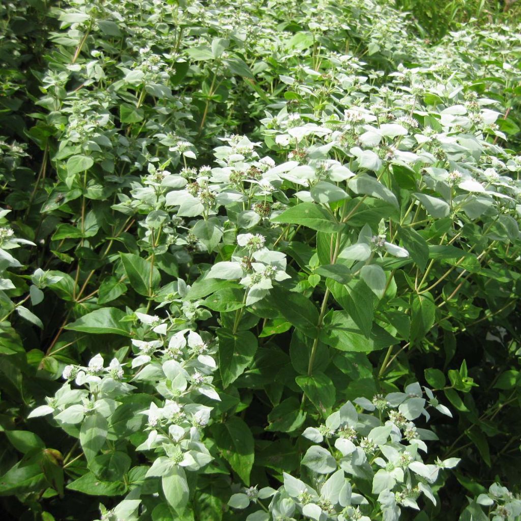 Pycnanthemum muticum
