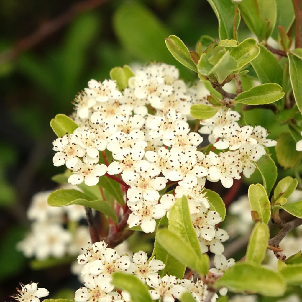 Piracanta coccinea Sunny Star
