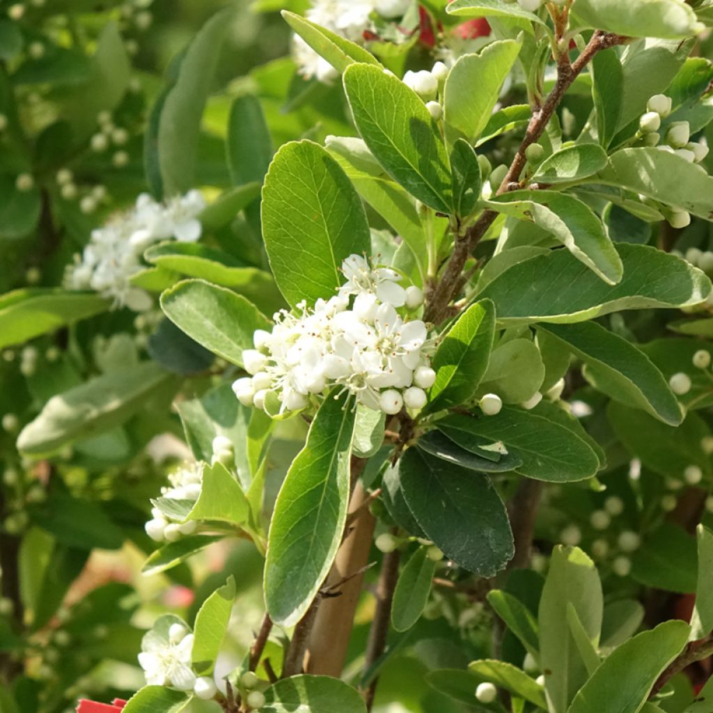 Piracanta coccinea SAPHYR Rouge