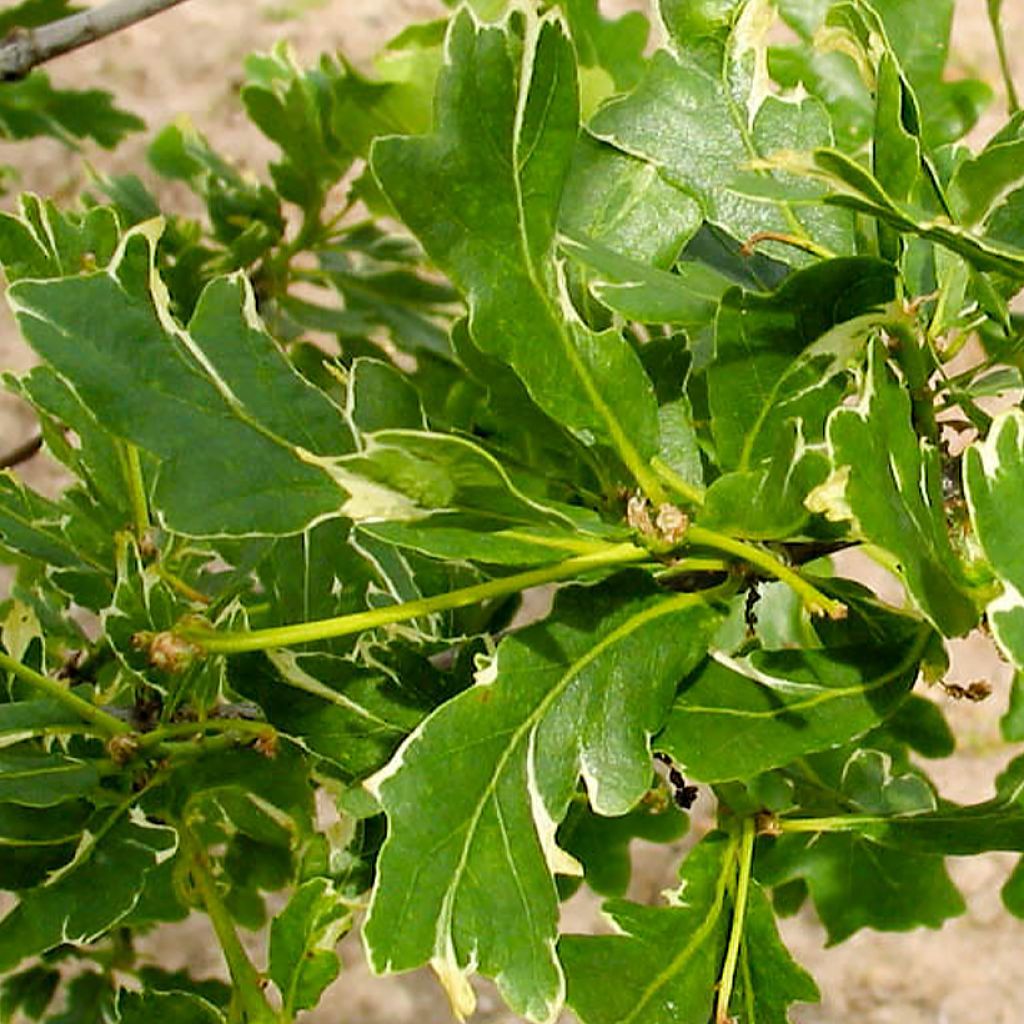 Carvalho-alvarinho Argenteomarginata - Quercus robur