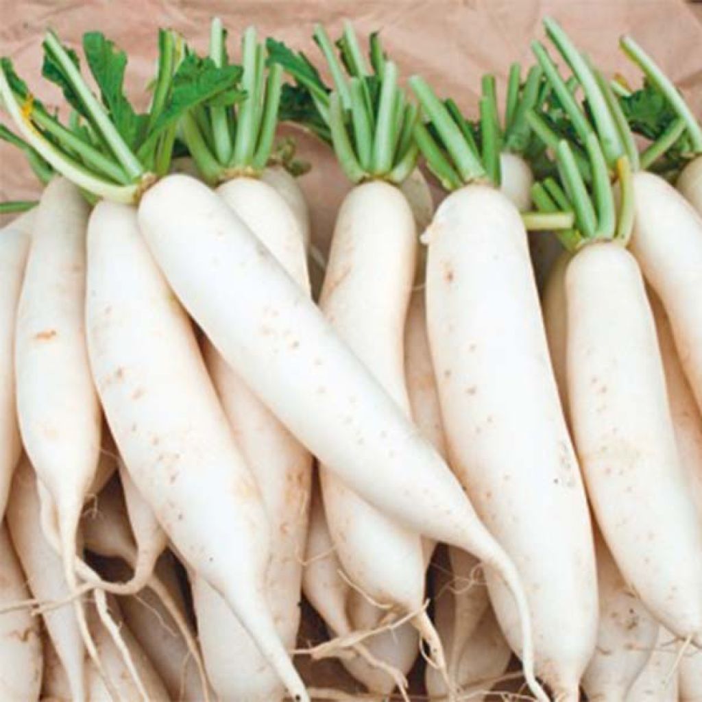 Rabanete Vela de Gelo