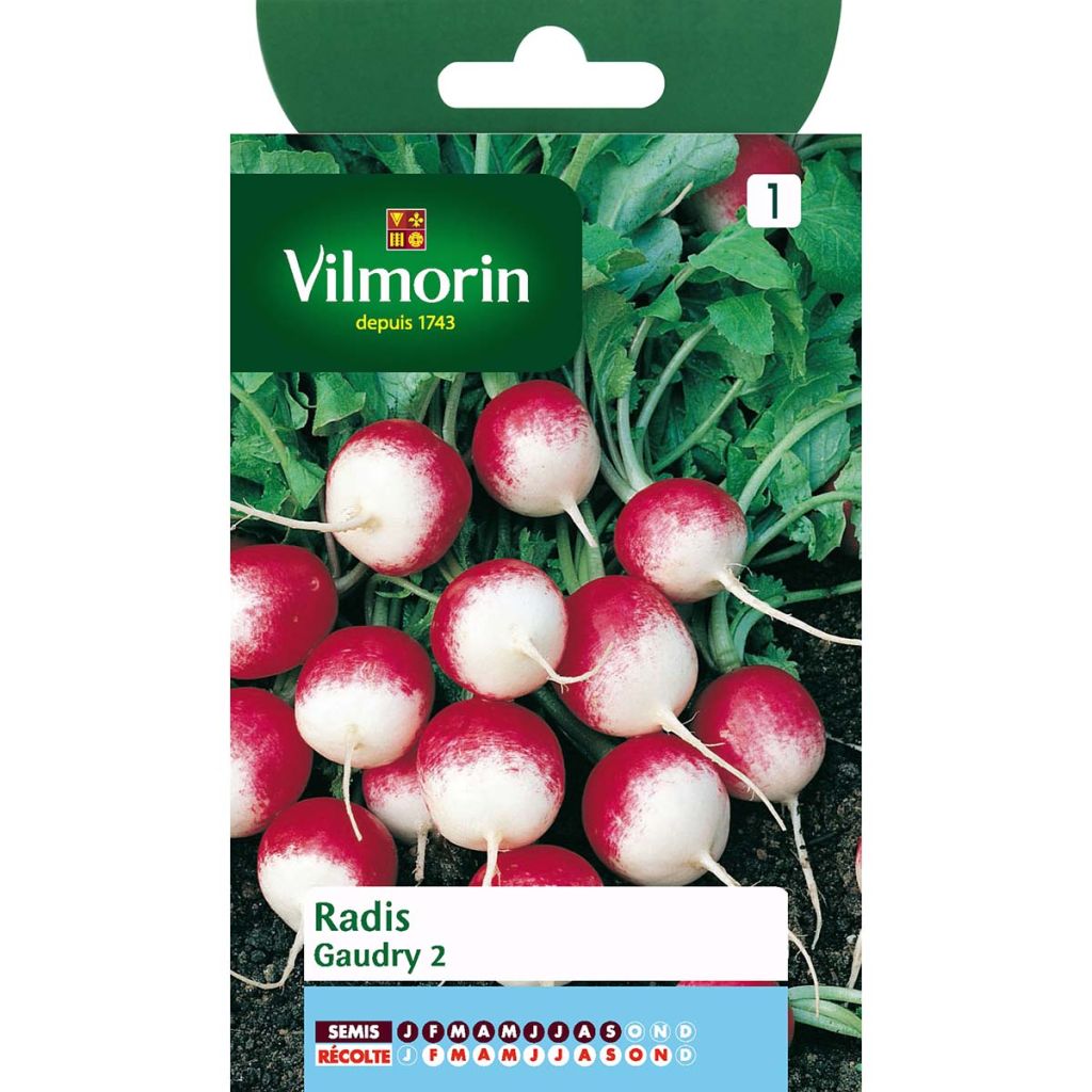 Rabanete Gaudry 2 Vilmorin