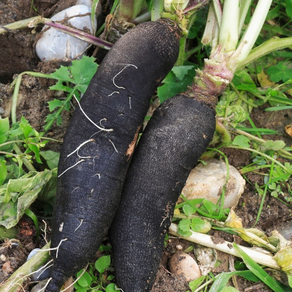 Rabanete Preto comprido Poids d'Horloge Vilmorin