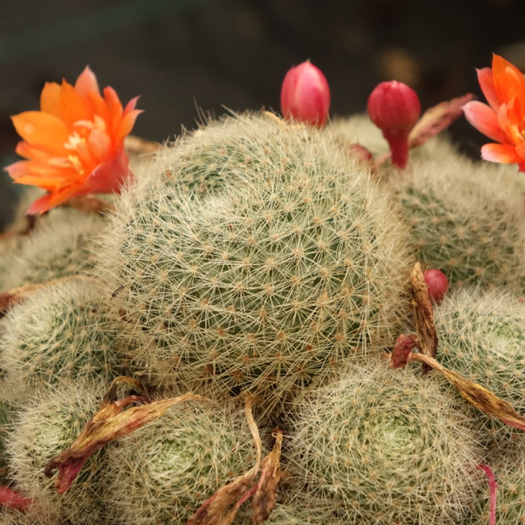 Rebutia sp