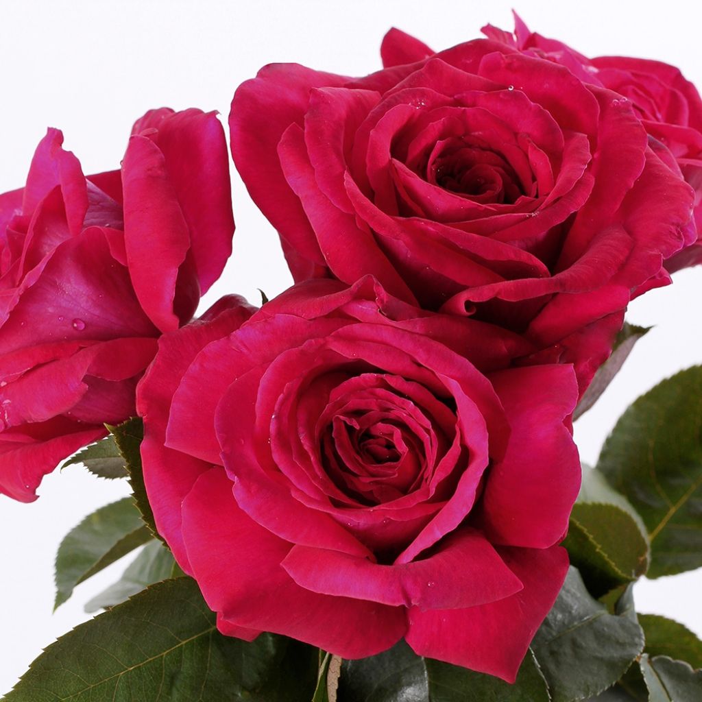 Roseira de flor grande Reine des Parfums