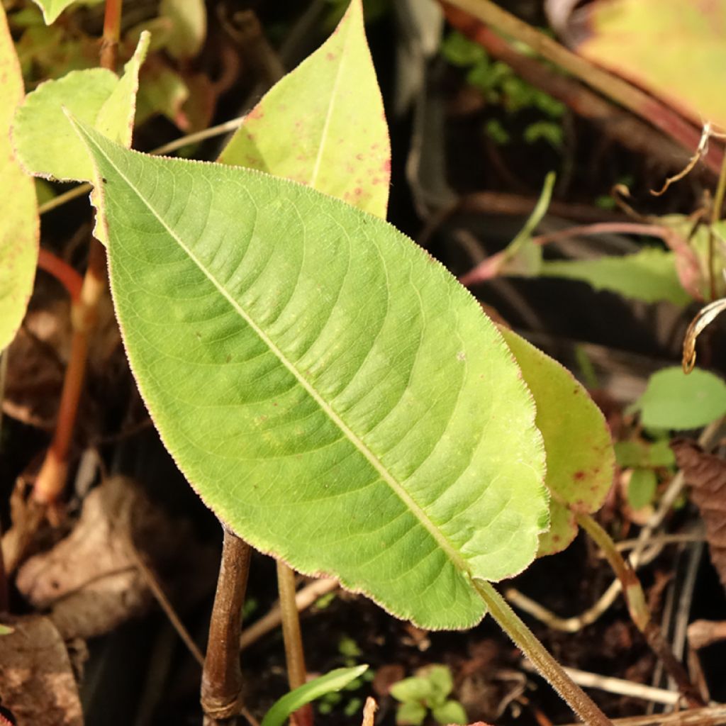 Persicaria amplexicaulis High Society