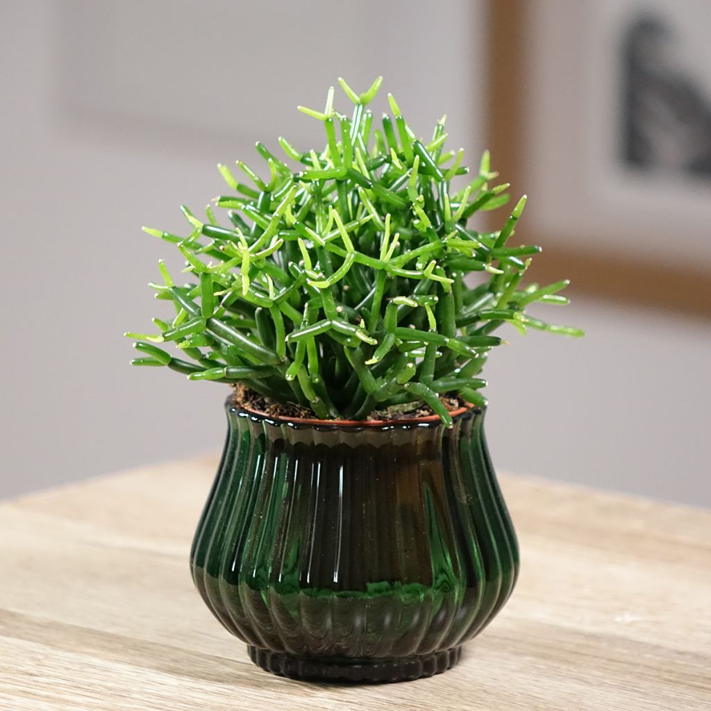 Rhipsalis baccifera - Ripsális
