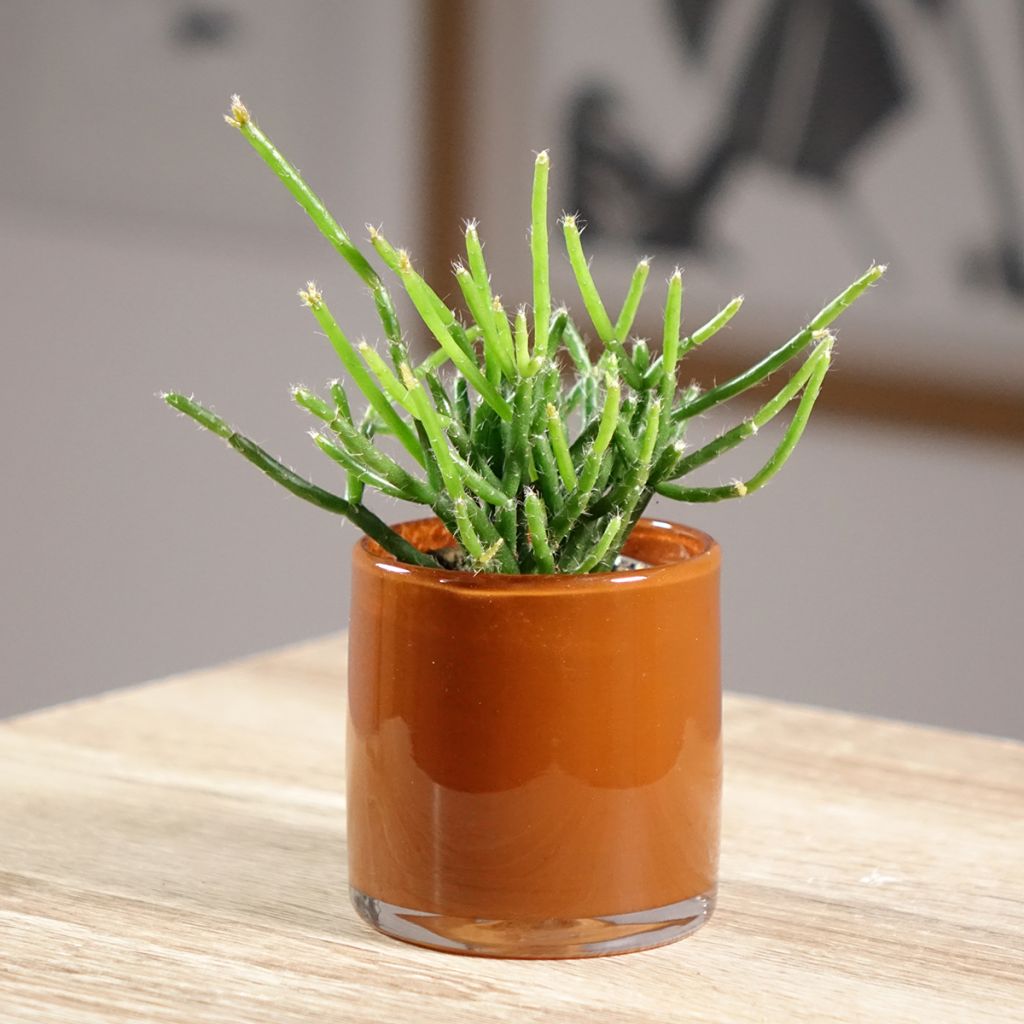 Rhipsalis burchellii - Ripsális