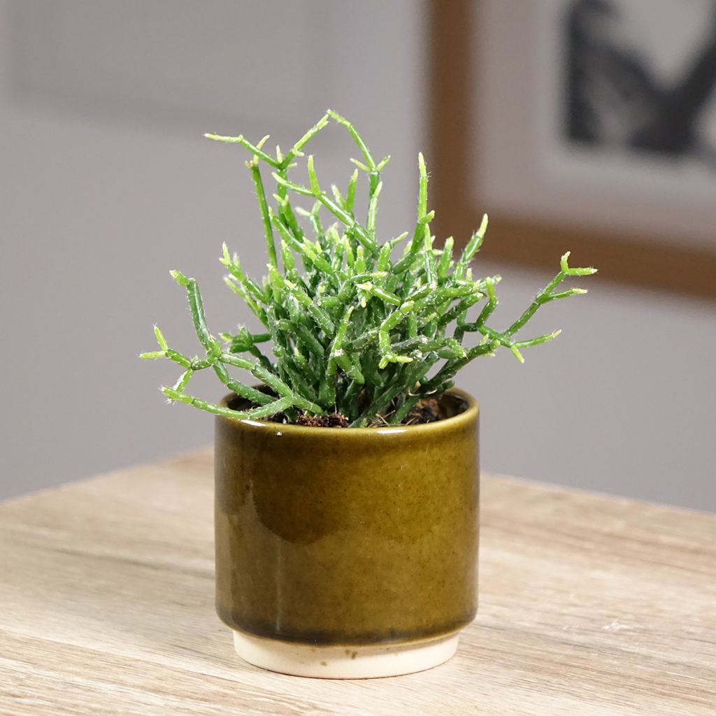 Rhipsalis cereuscula - Ripsális