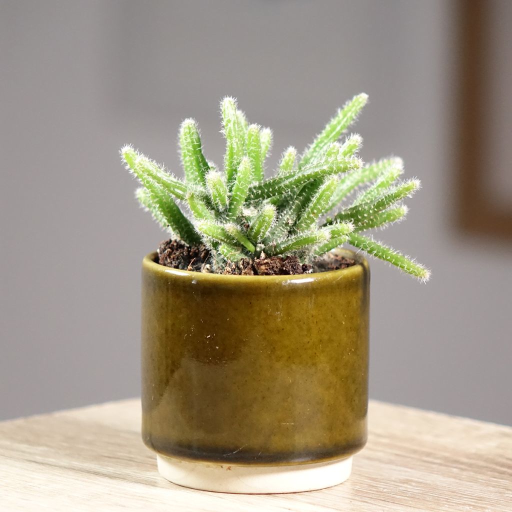 Rhipsalis horrida - Ripsális