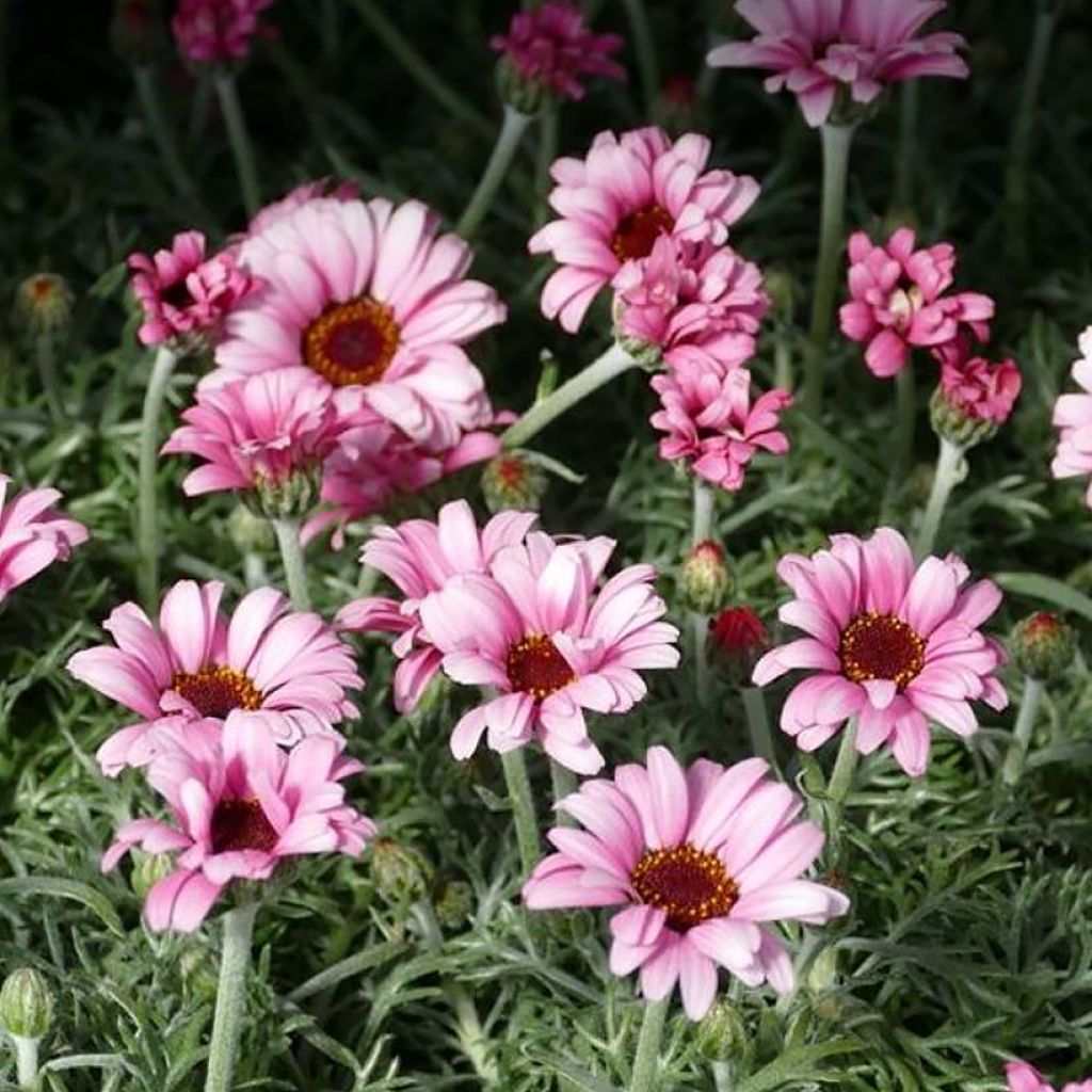Rhodanthemum African Rose