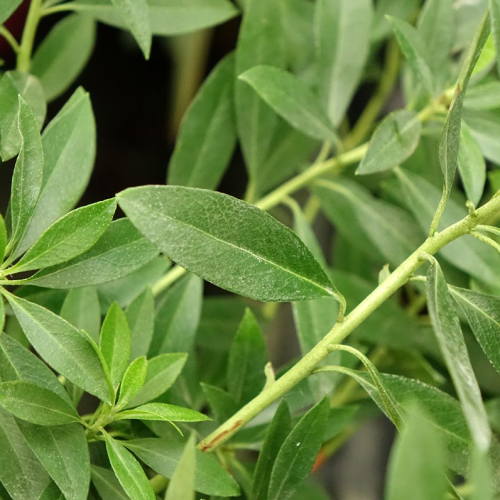 Rhododendron INKARHO Bloombux Magenta - Rododendro Anão