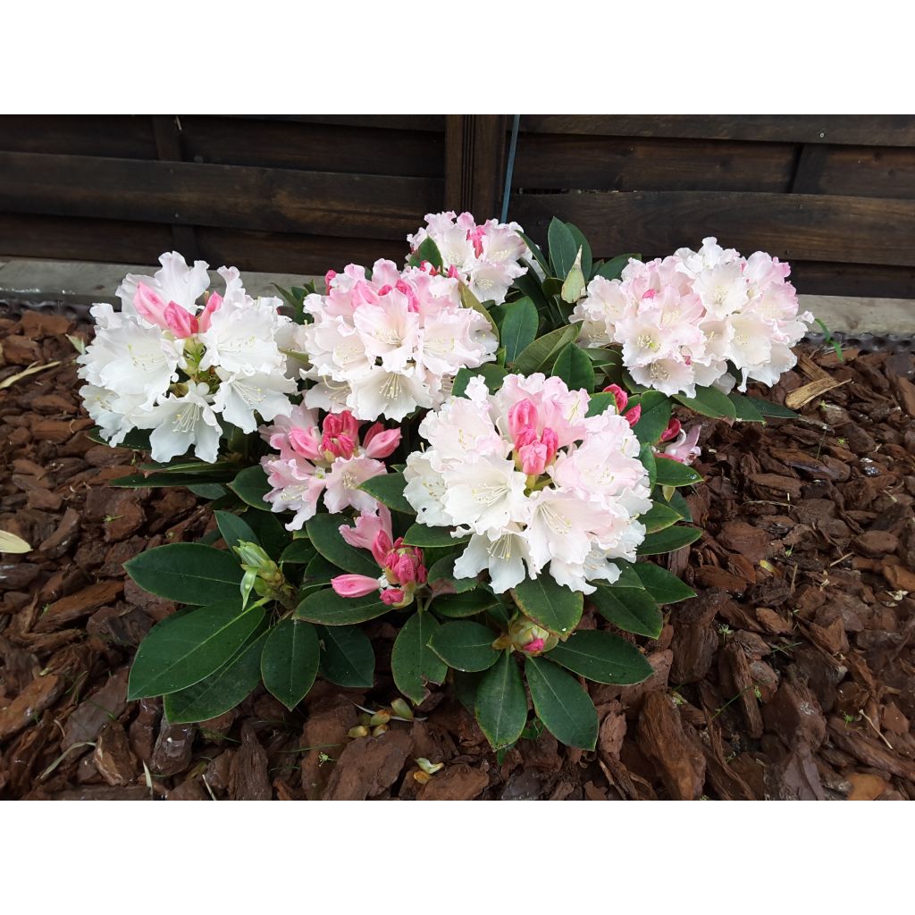 Rhododendron yakushimanum Dream Land - Rododendro Anão