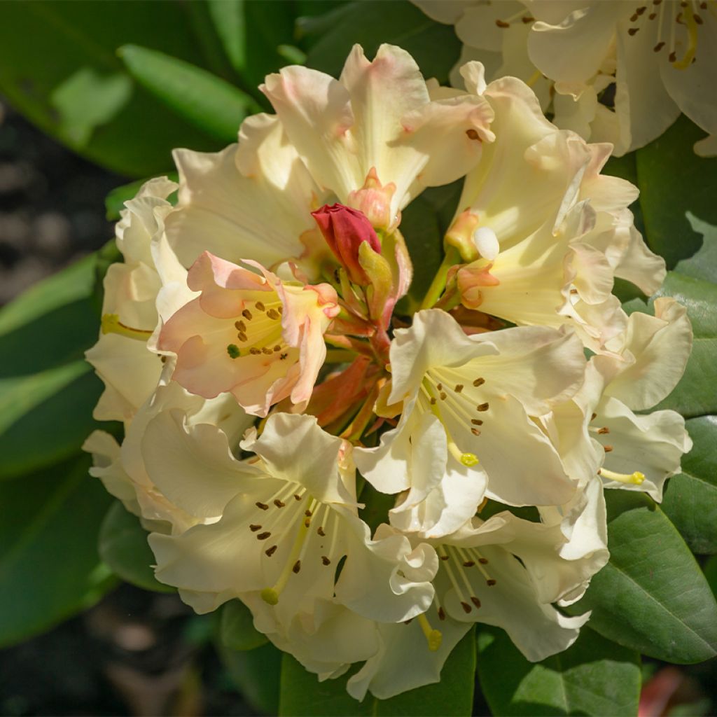 Rhododendron yakushimanum Golden Torch - Rododendro Anão