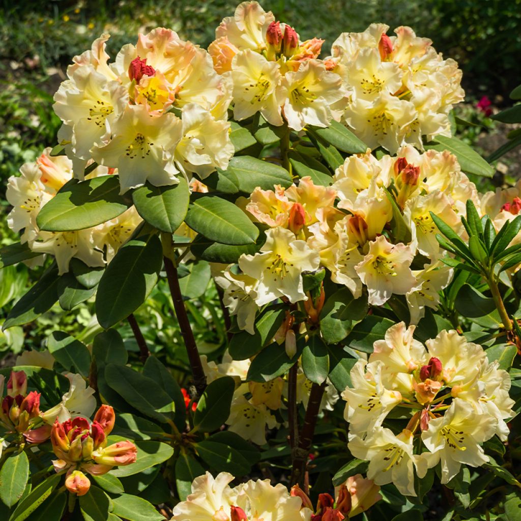 Rhododendron yakushimanum Golden Torch - Rododendro Anão