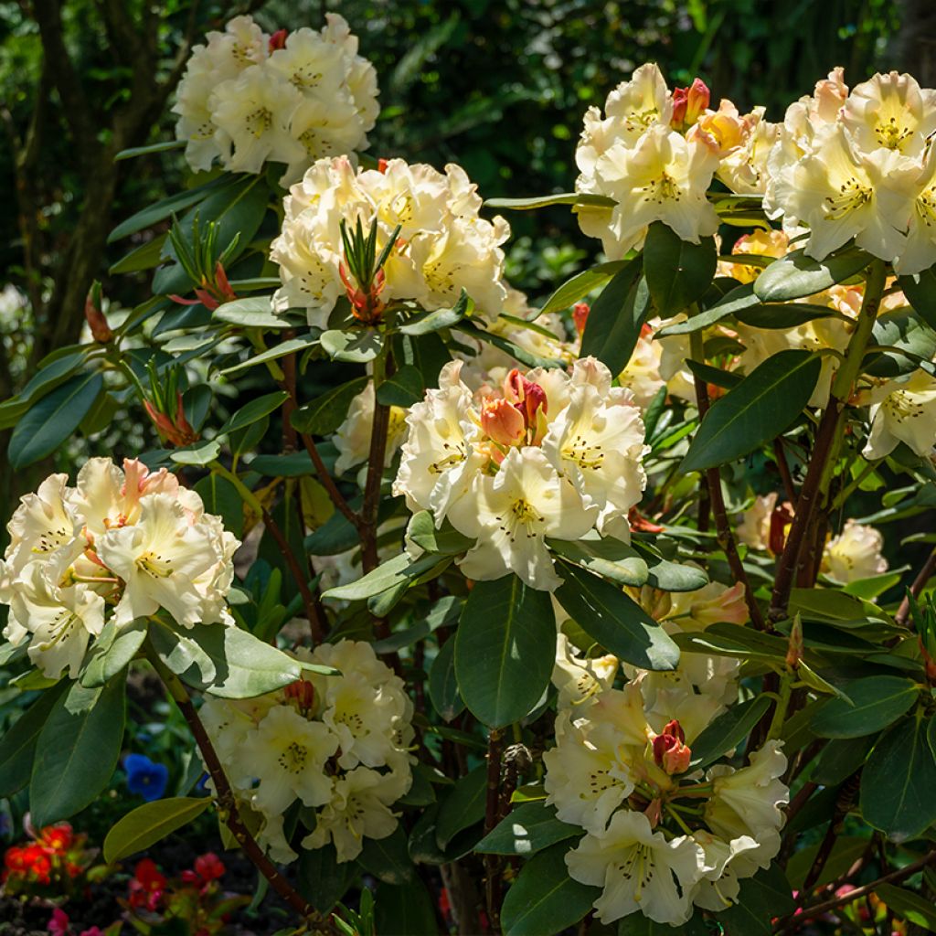 Rhododendron yakushimanum Golden Torch - Rododendro Anão