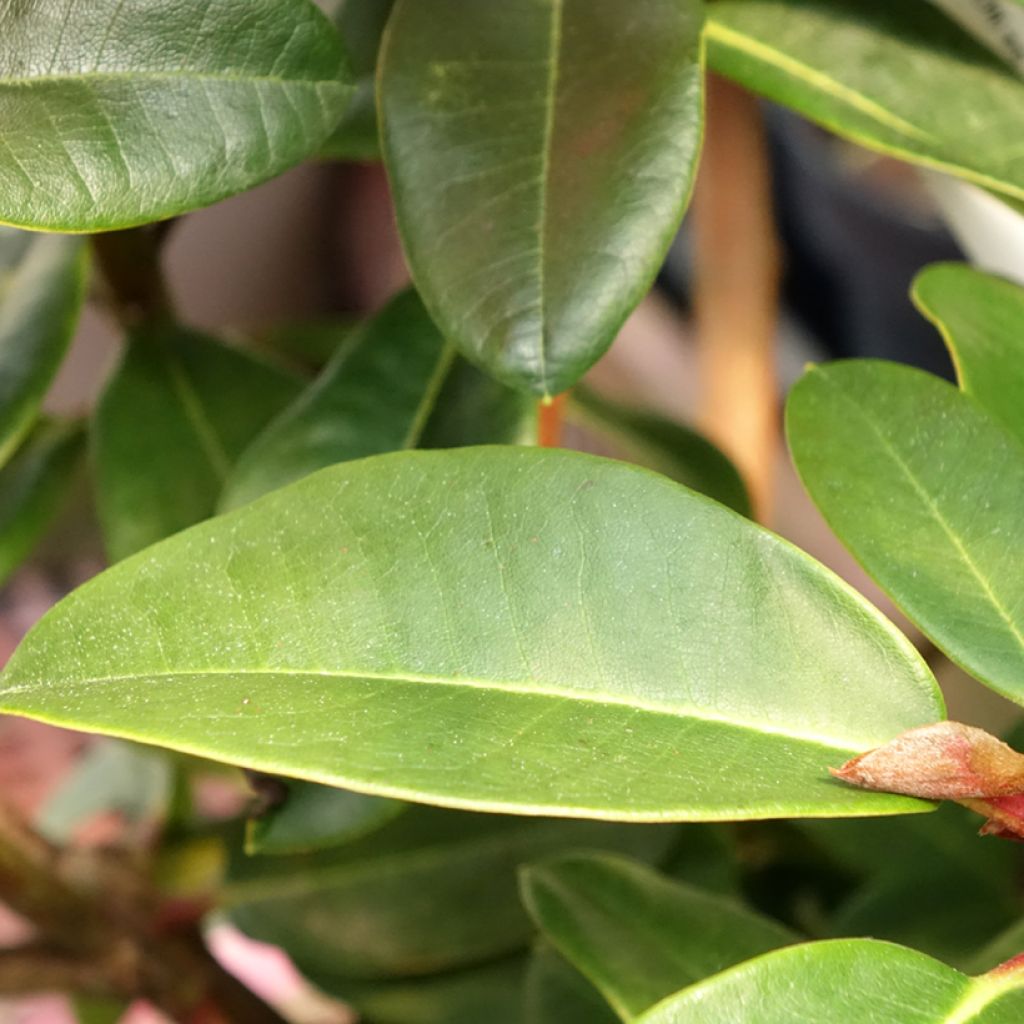 Rhododendron Naselle