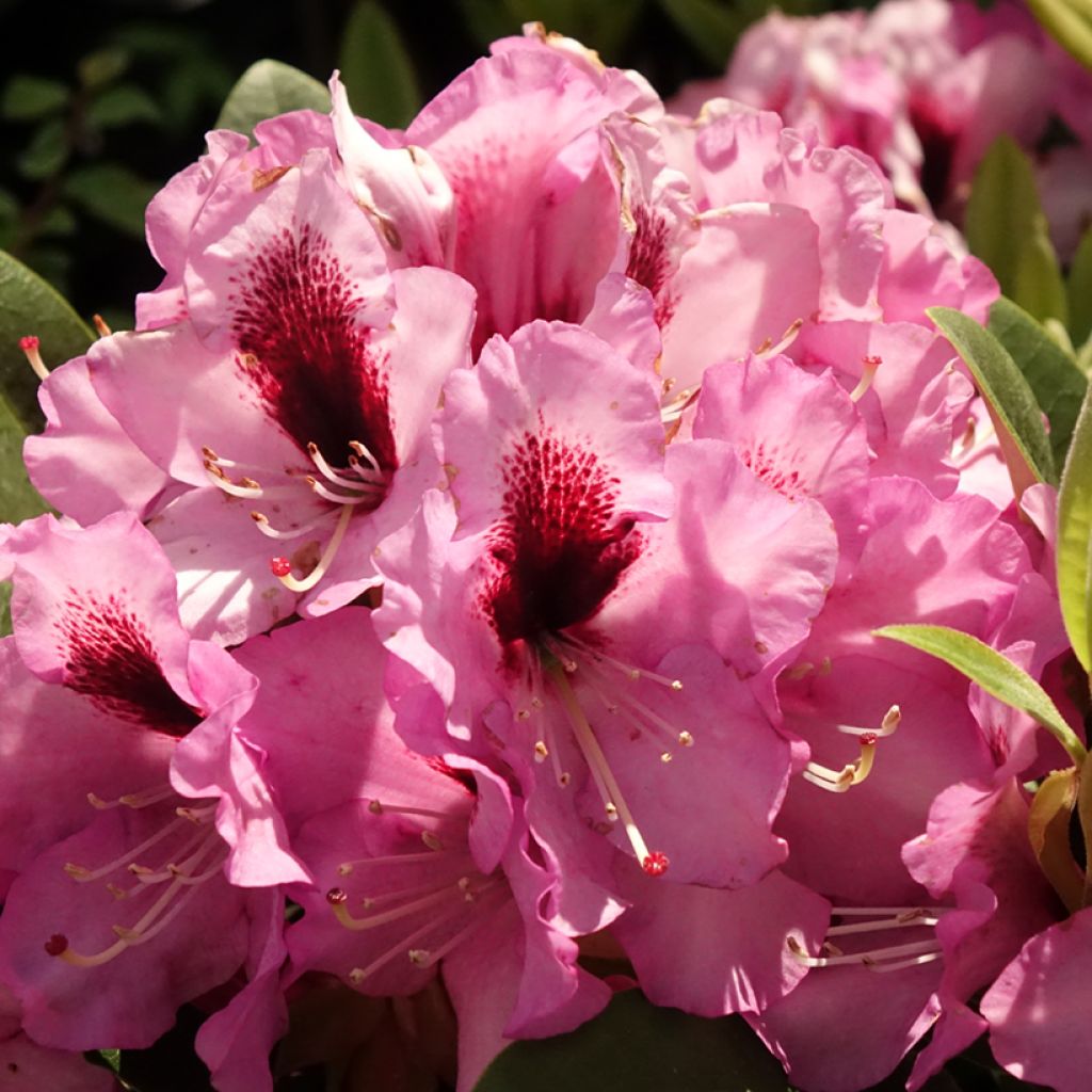 Rhododendron Raphaela