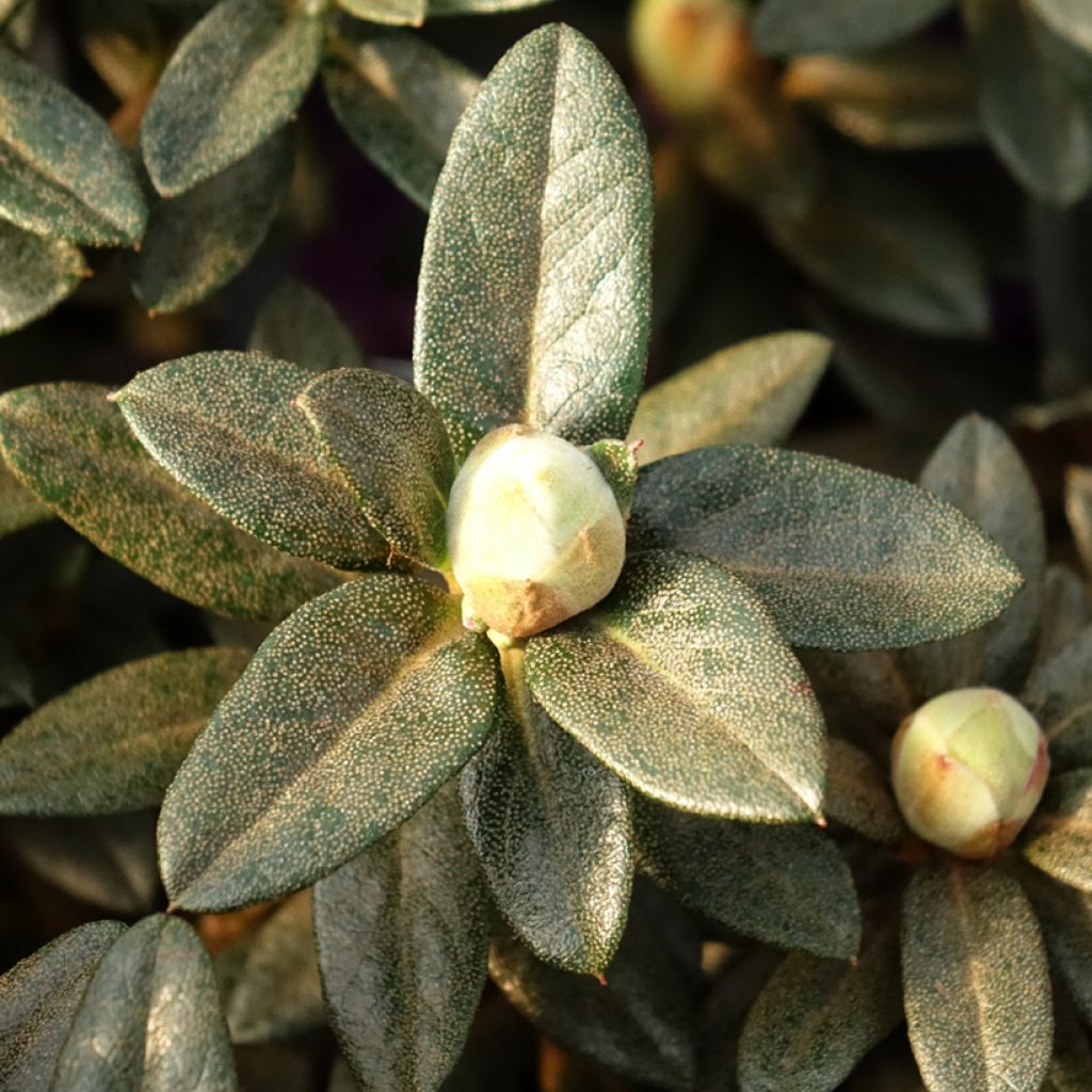 Rhododendron Lilly Bell Magic - Rododendro Anão