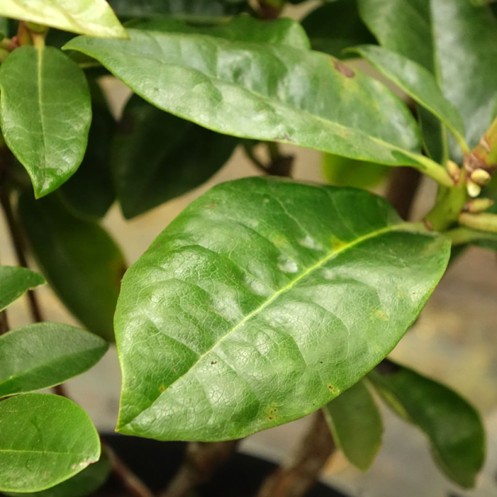 Rhododendron Mrs T.H. Lowinsky