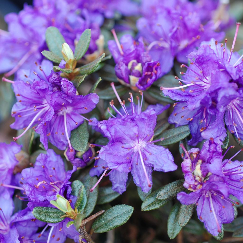 Rhododendron Azurika - Rododendro Anão