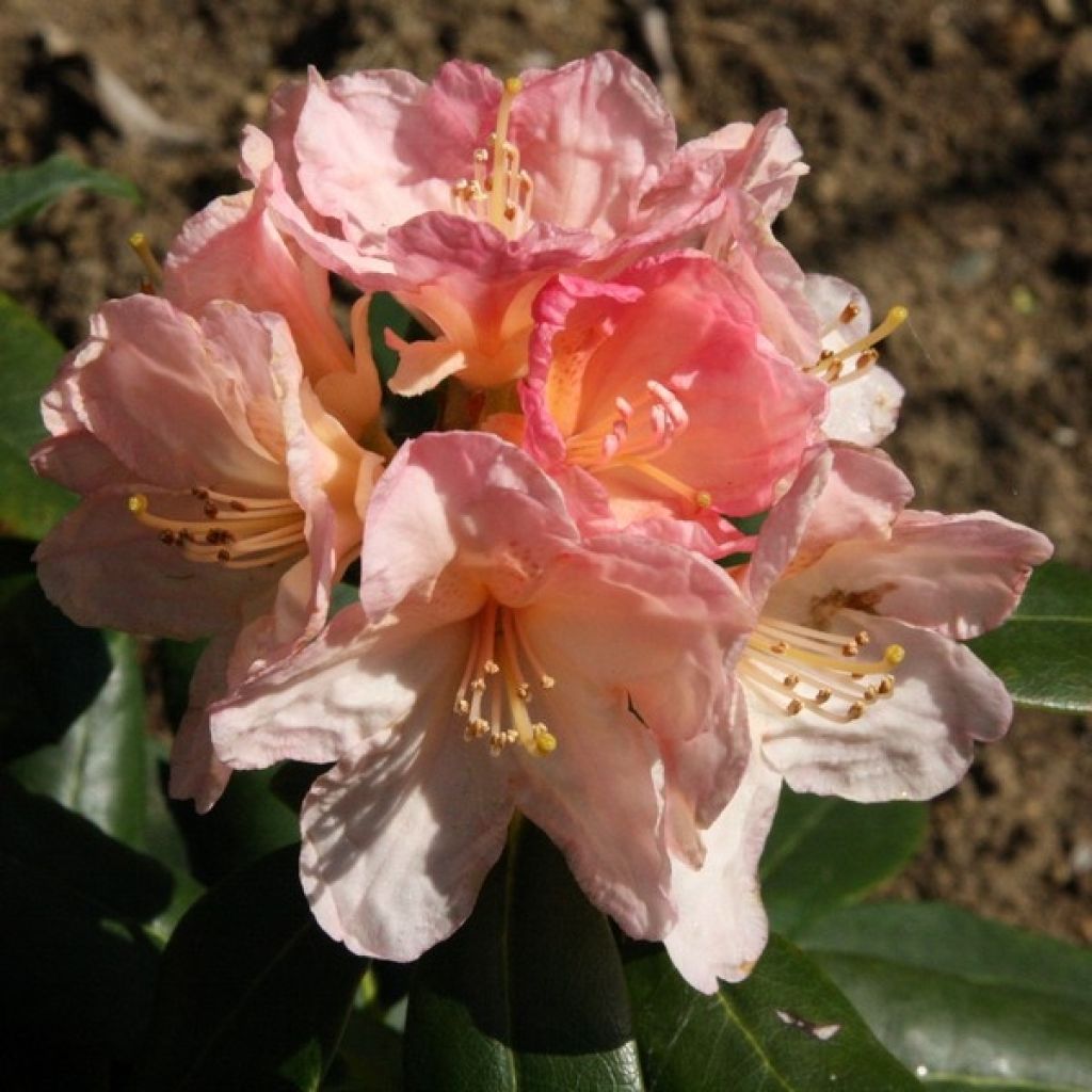 Rhododendron Percy Wiseman - Rododendro Anão