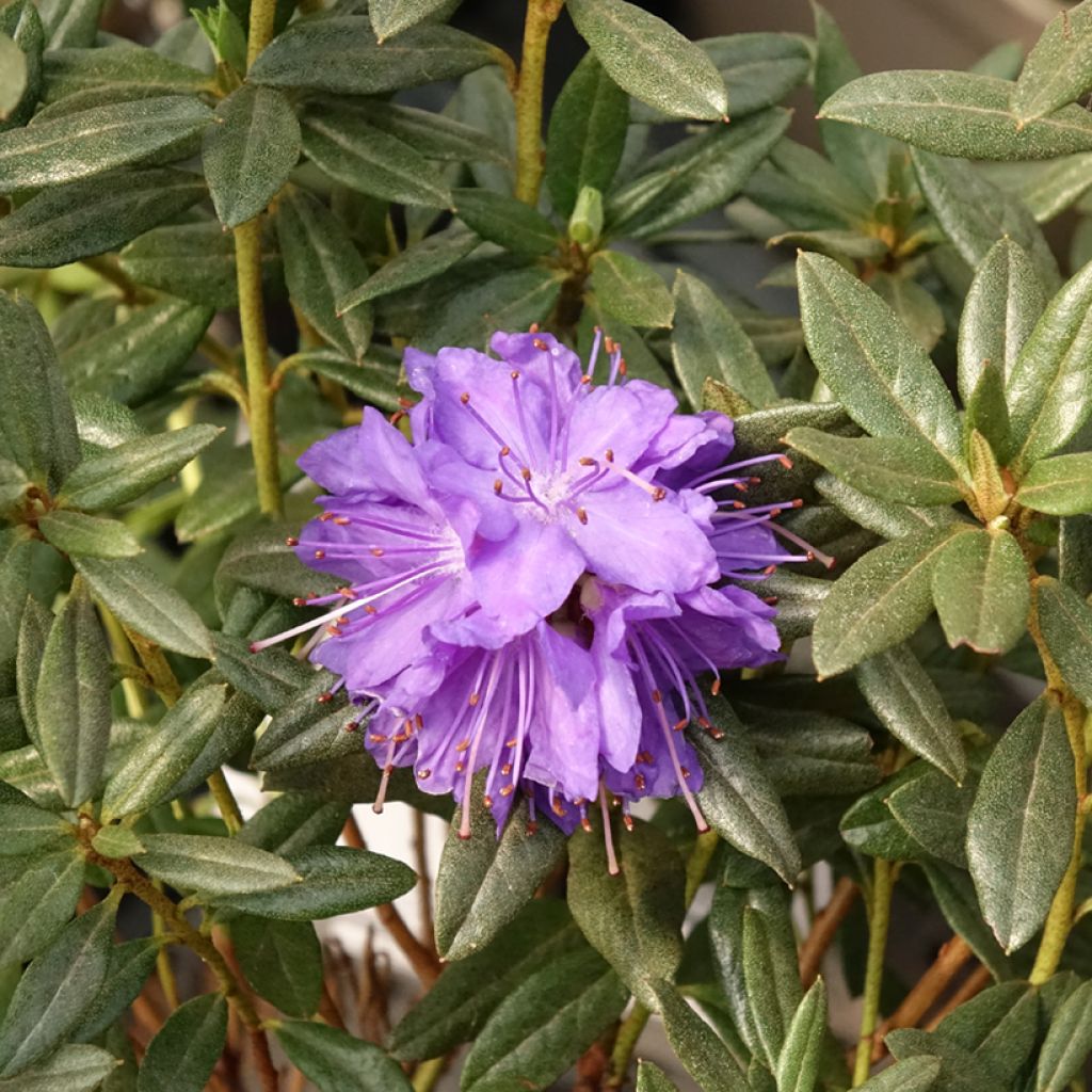 Rhododendron russatum Lauretta - Rododendro Anão