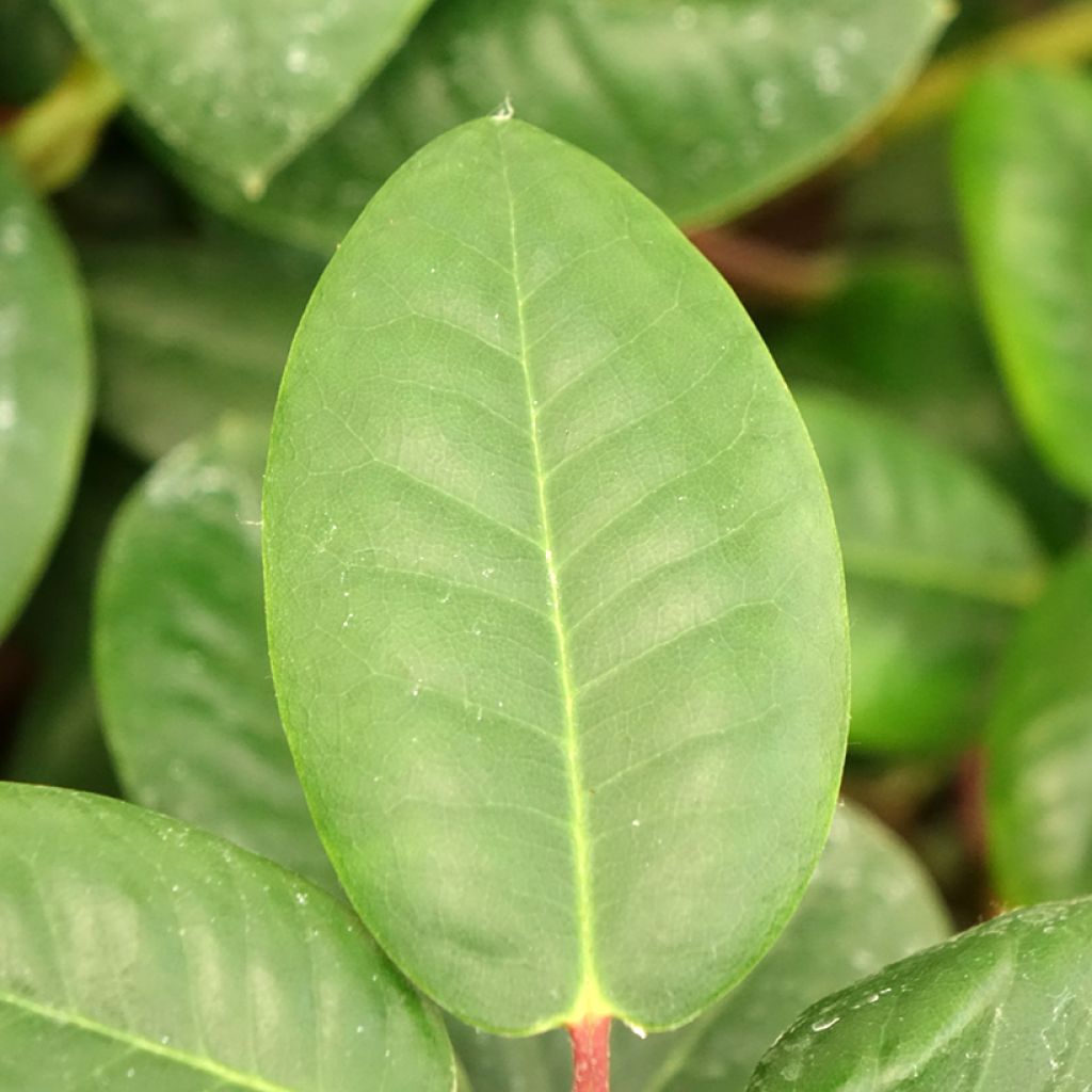 Rhododendron williamsianum Gartendirektor Rieger