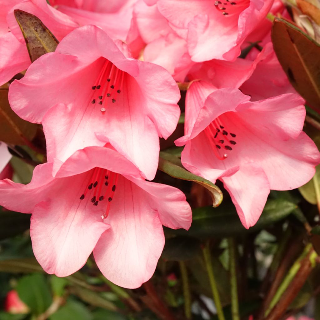 Rhododendron Winsome - Rododendro Anão