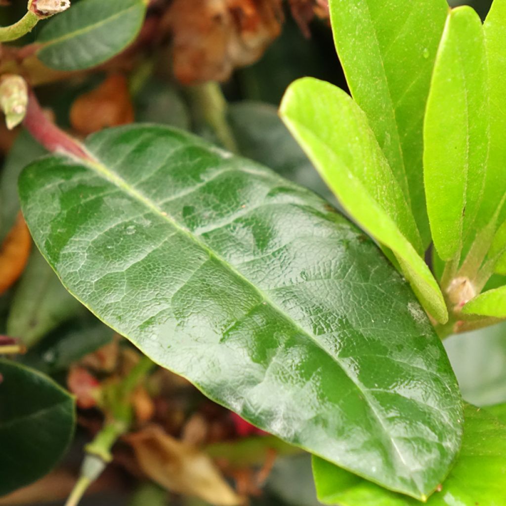 Rhododendron Lisetta - Rododendro Anão
